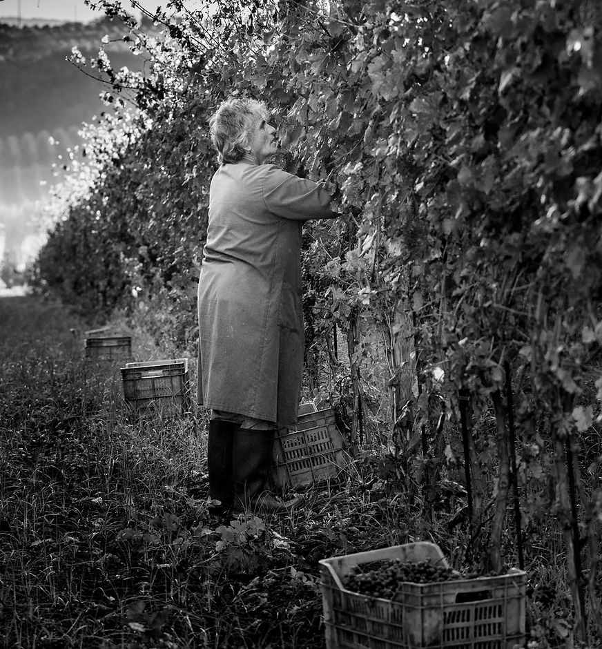 raccolta uva da vino