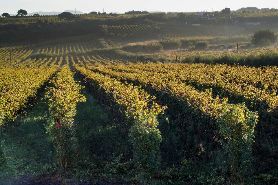 vigneto