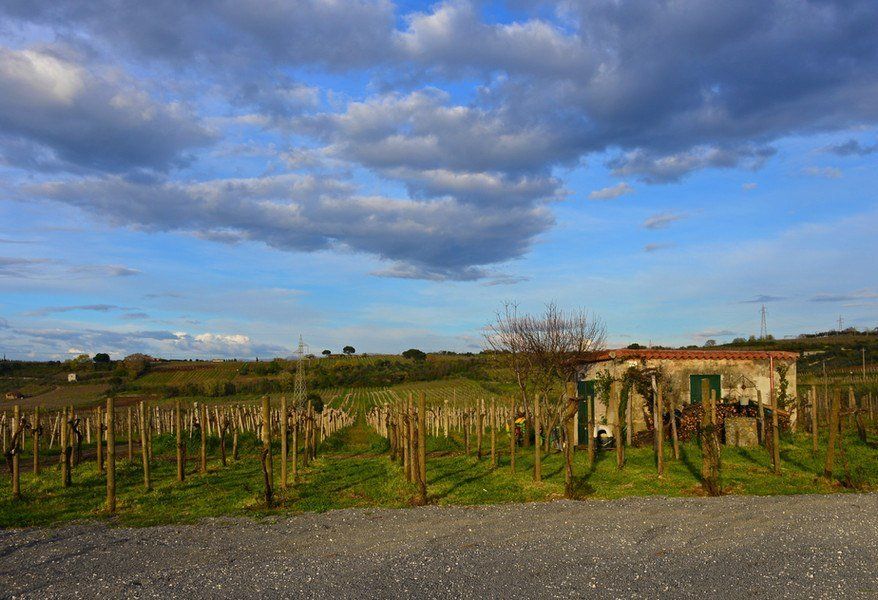 filari di vigna