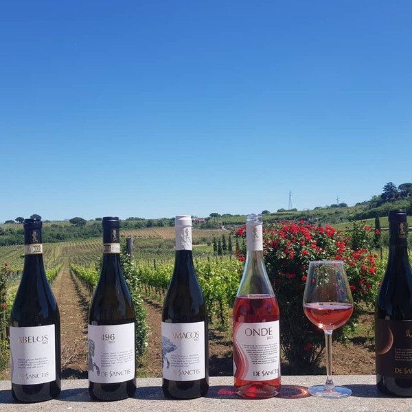 bottiglie di vino