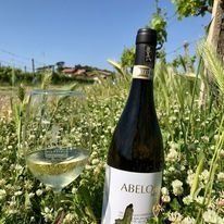 degustazione in vigna