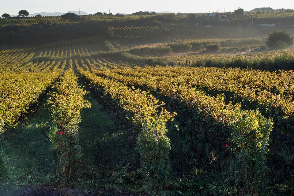filari di vigne