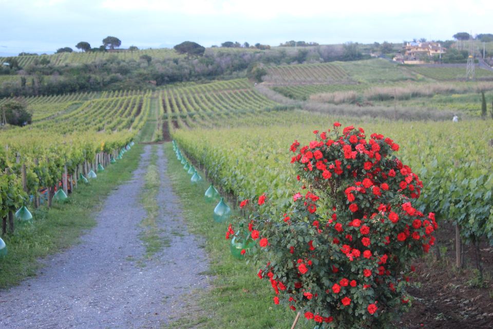 azienda di vini