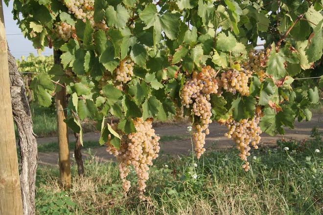 grappoli d'uva