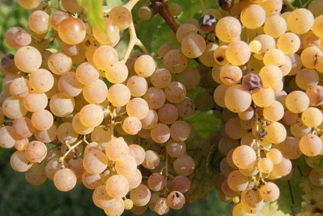 uva bianca per vinificazione