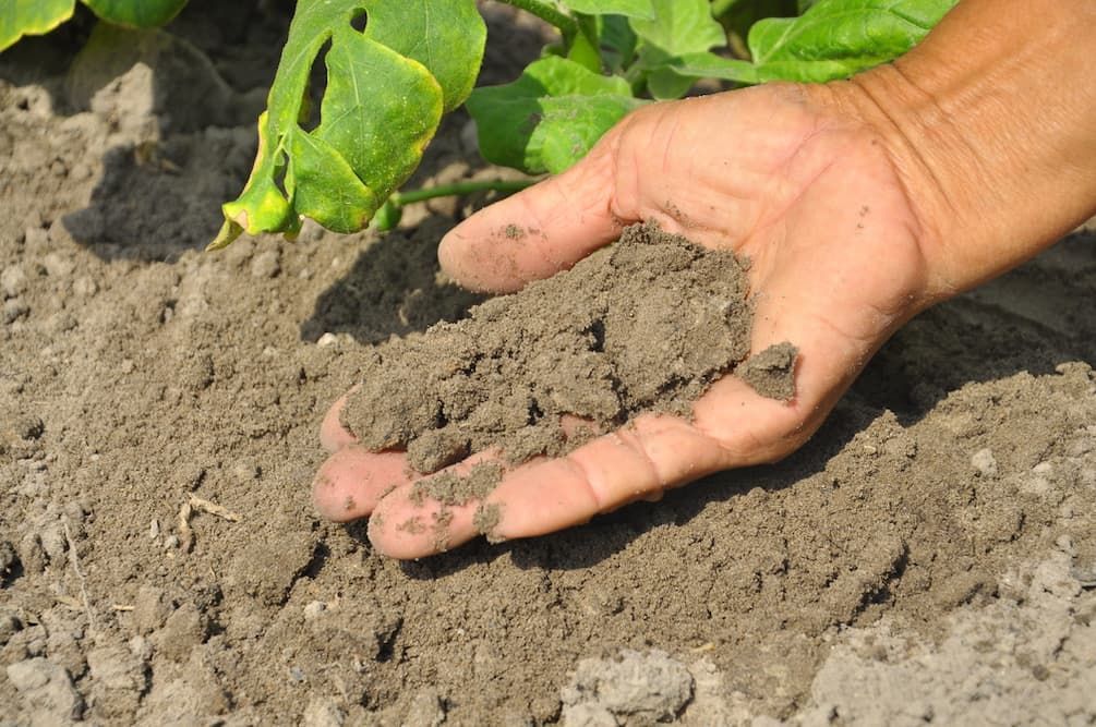 A Person Is Holding A Pile Of Dirt In Their Hand — Andrew Johnston Haulage In Grafton, NSW