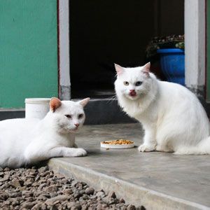 Two white cats near a food bowl on a porch. One licks its lips.