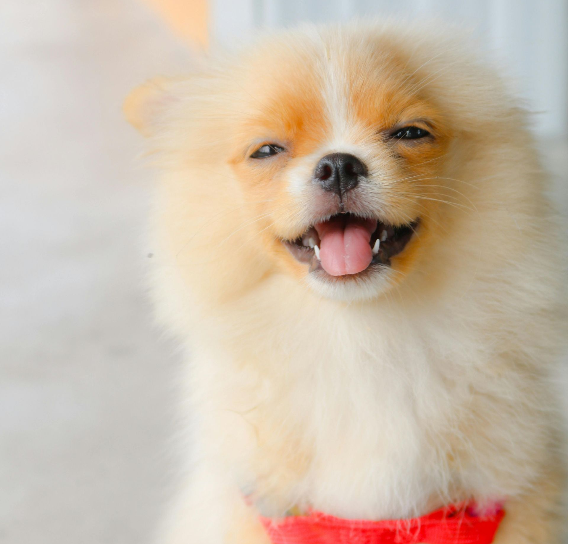 Fluffy tan and white dog smiling, wearing a red harness, sitting outside.