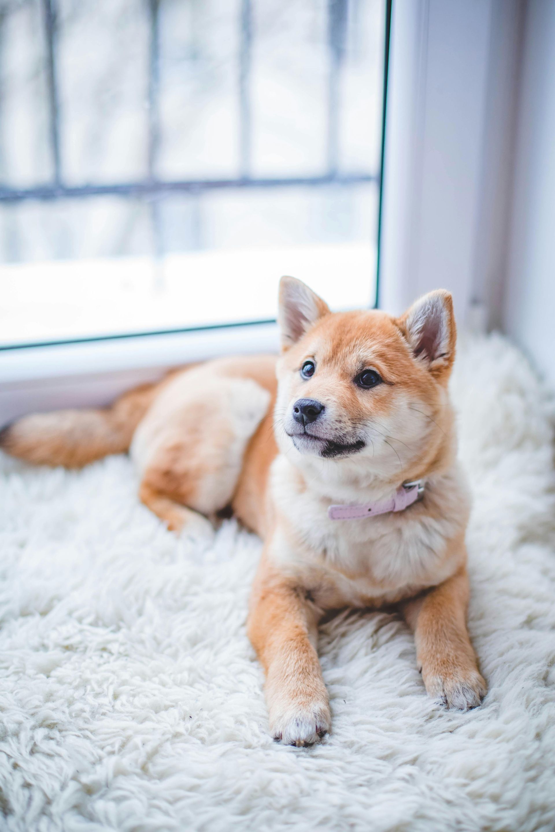 Shiba Inu puppy with tan and cream fur, wearing a pink collar, resting on a fluffy white rug by a window.