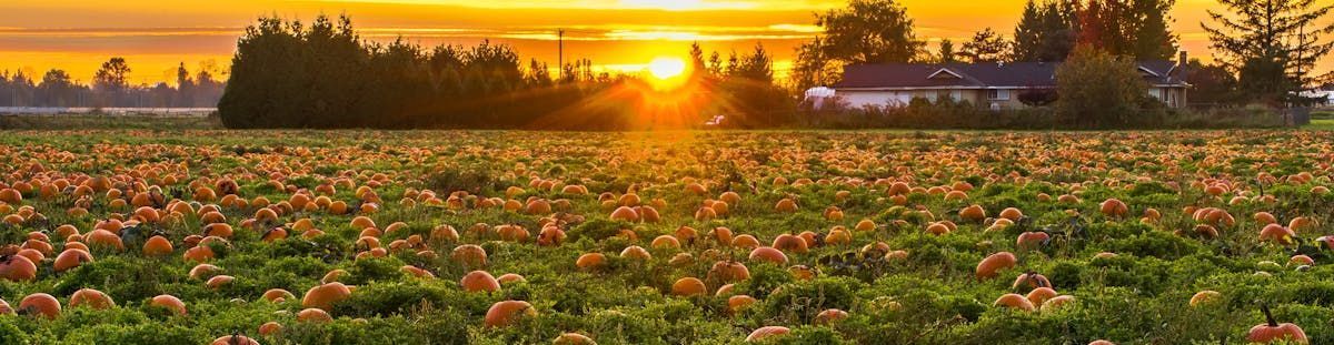 Pumpkin Patch