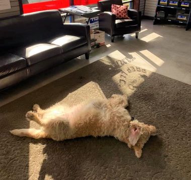 One Dog | Performance Prep LLC