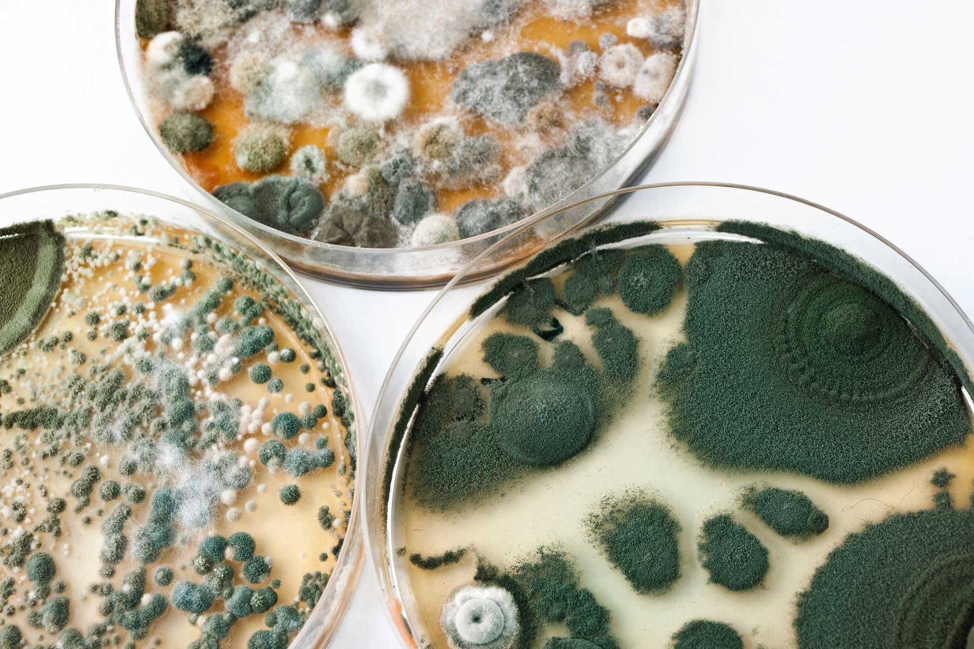 Three petri dishes with green, orange, and white mold cultures on a white background
