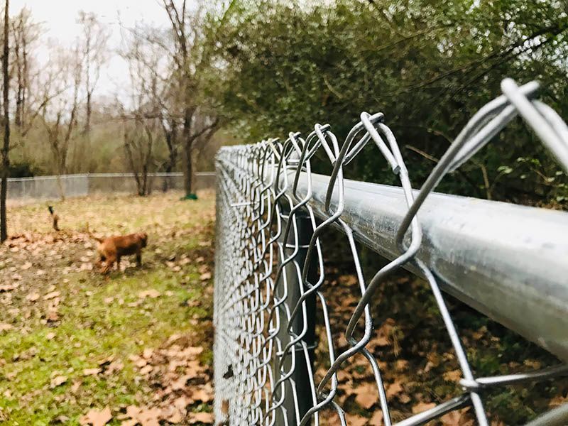Bent chain-link fence beside a road, with a small brown dog in the leaf-covered yard beyond.
