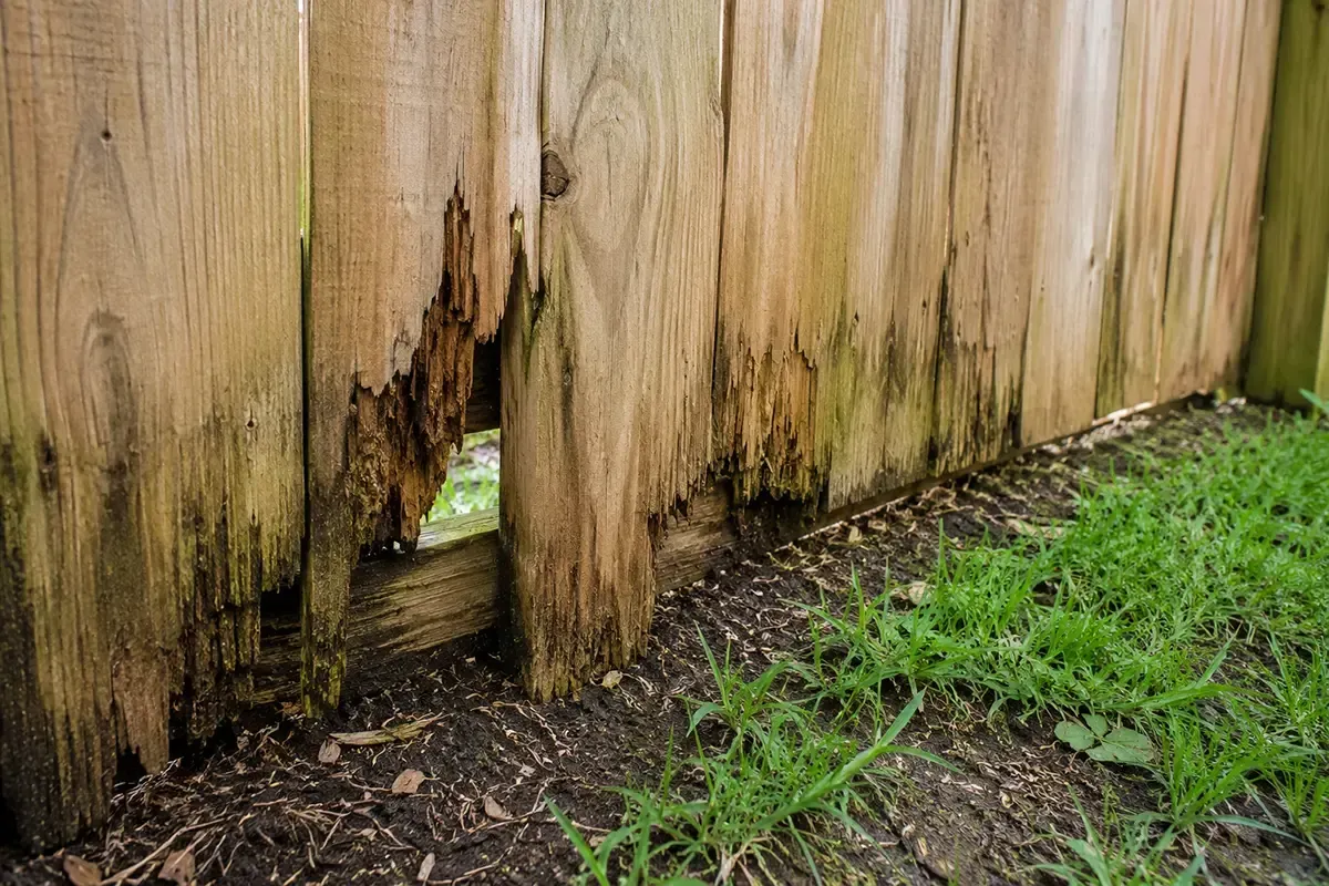 Weathered wooden fence with a gap near the ground beside green grass and soil