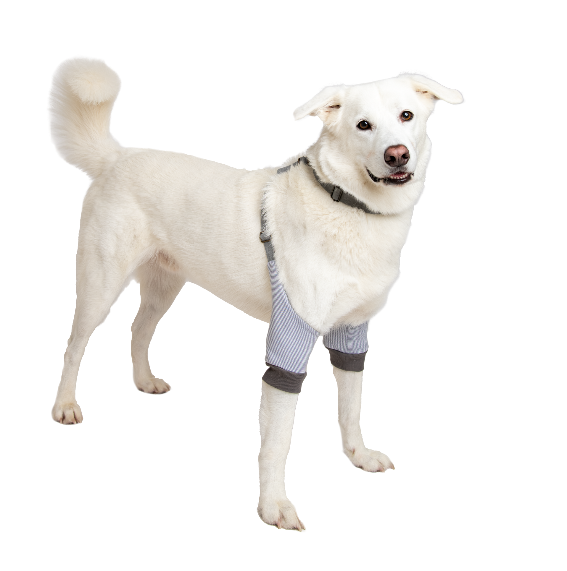 Ellbogenschoner fuer hunde mit Liegeschwielen