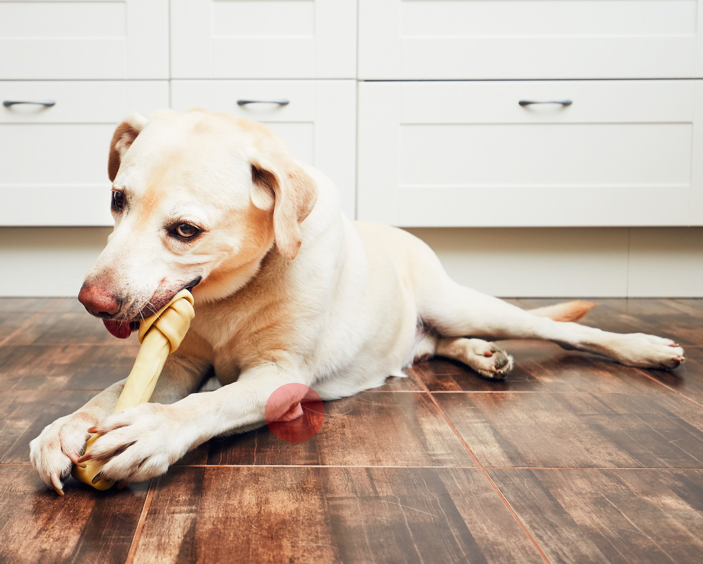 liegender Hund mit Liegeschwiele