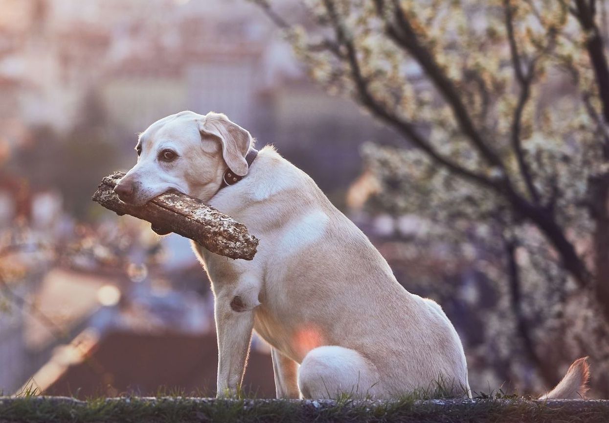 Hund mit großer Liegeschwiele