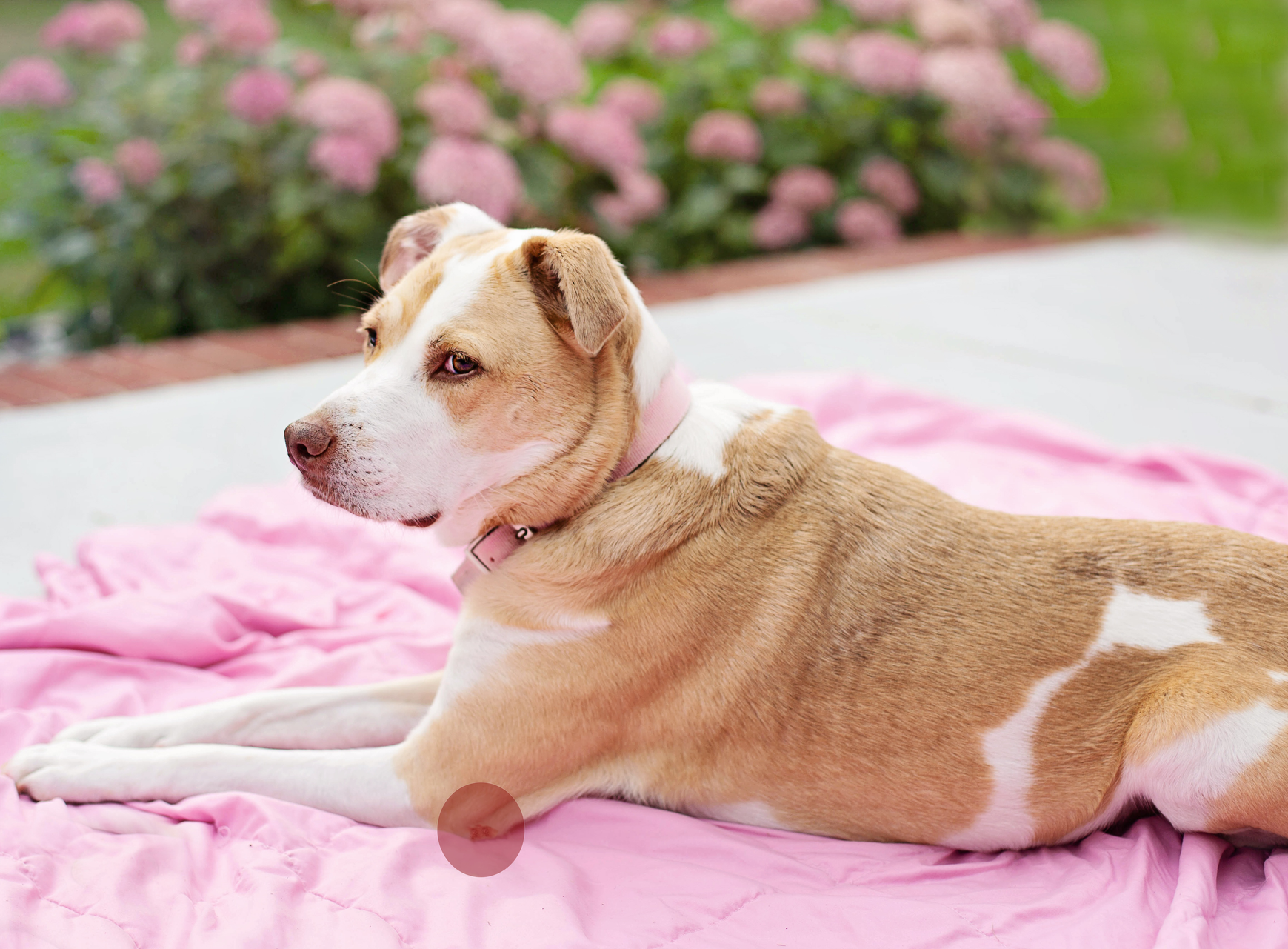 Hund mit Liegeschwiele am Ellbogen