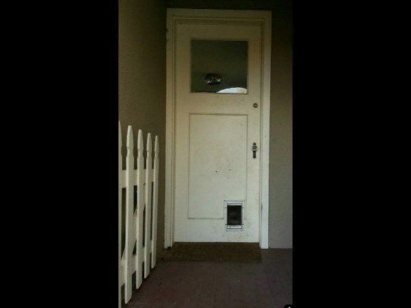 A white door with a glass window and pet flap is set in a dimly lit entryway next to a white picket fence.