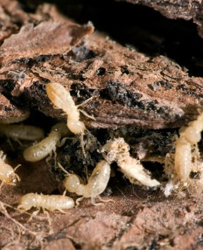 Pest Control Company St Petersburg, FL / Cockroach Control St Petersburg, FL