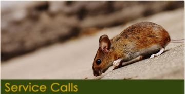 Racoon Walking - Pest Control Company