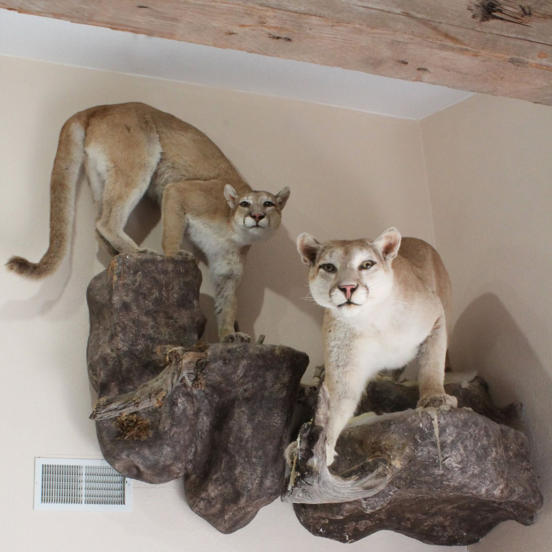Two mountain lions posed on rock mounts indoors, one tan and one pale, facing forward.