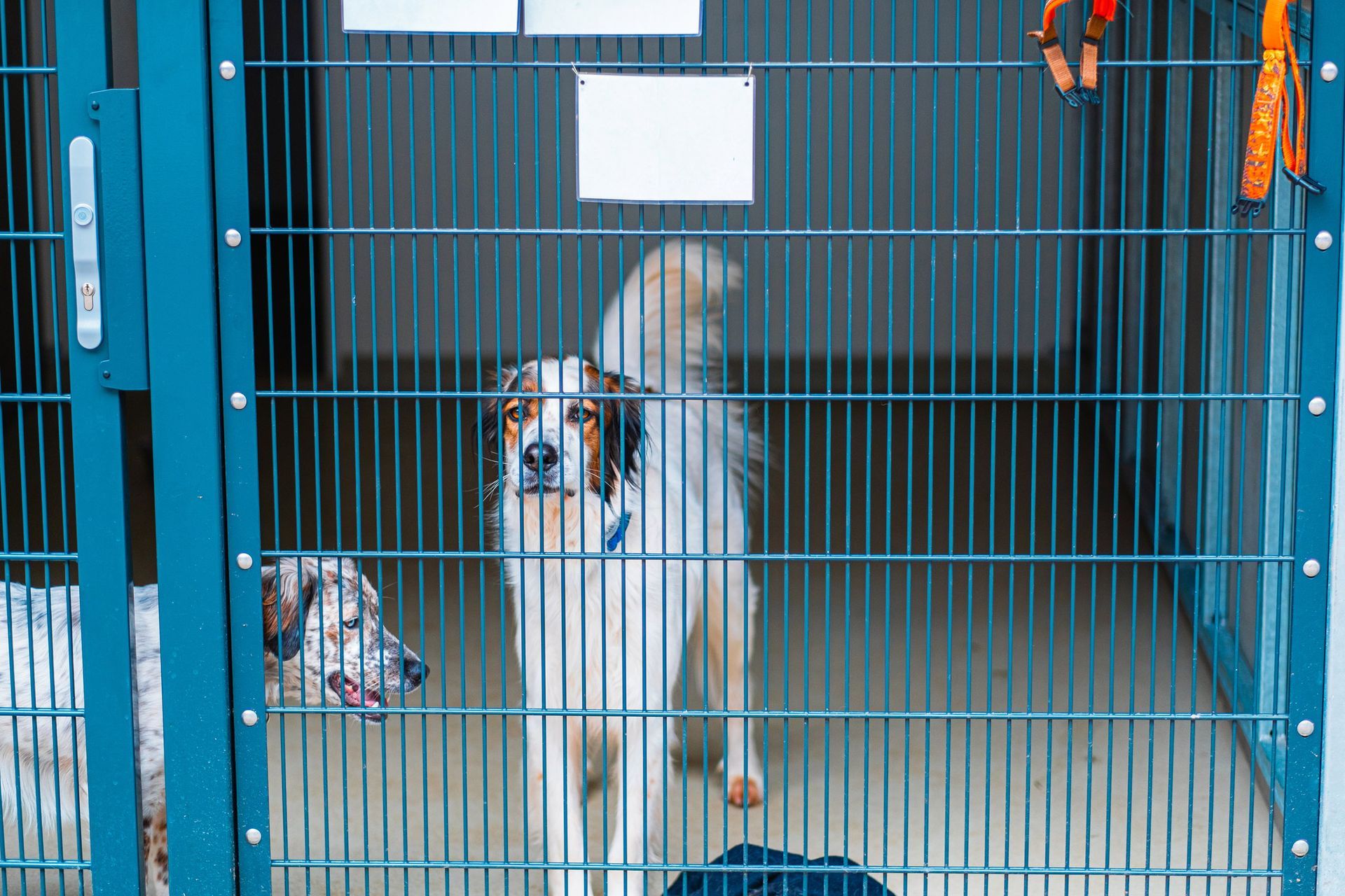 Two dogs in a kennel looking at the viewer. One white and brown, one spotted.