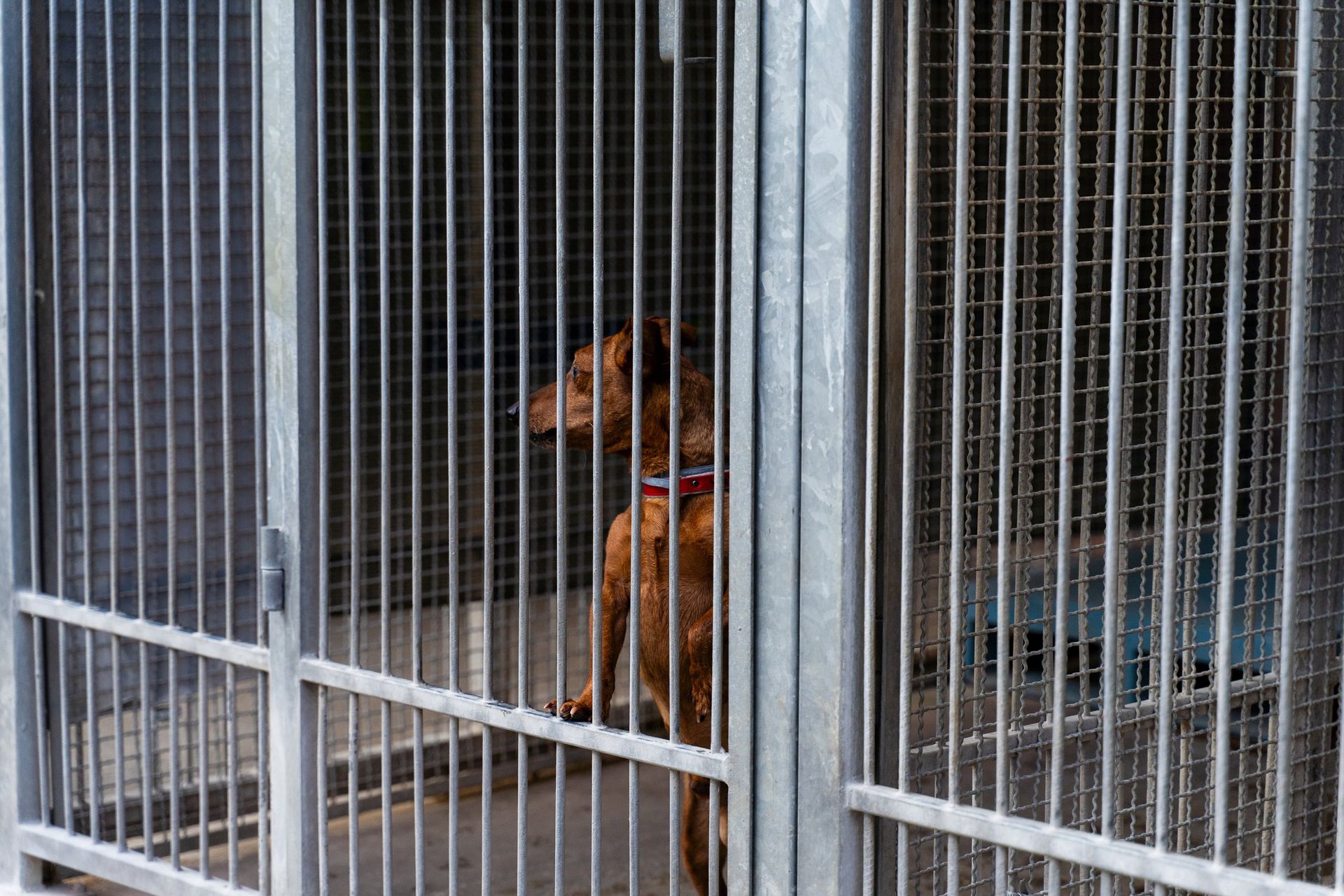 Dog in a kennel looking to the left, standing behind vertical metal bars.