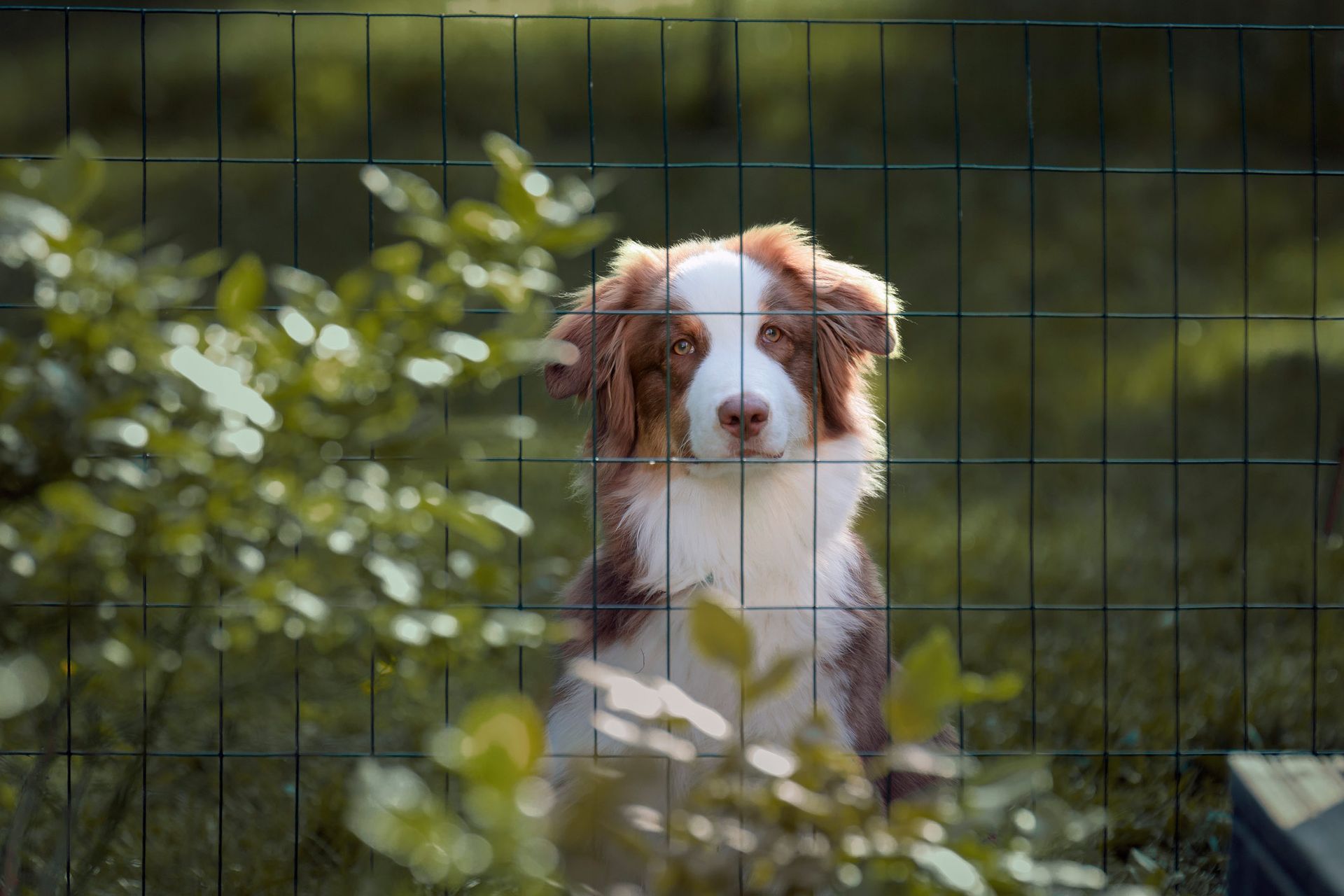 Brown and white dog behind a green wire fence, looking at the camera in a garden setting.
