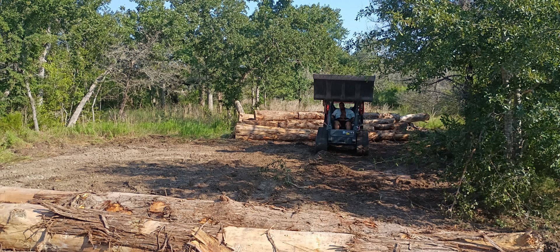 A skid steer moves logs in a cleared area of a wooded forest under a clear sky.