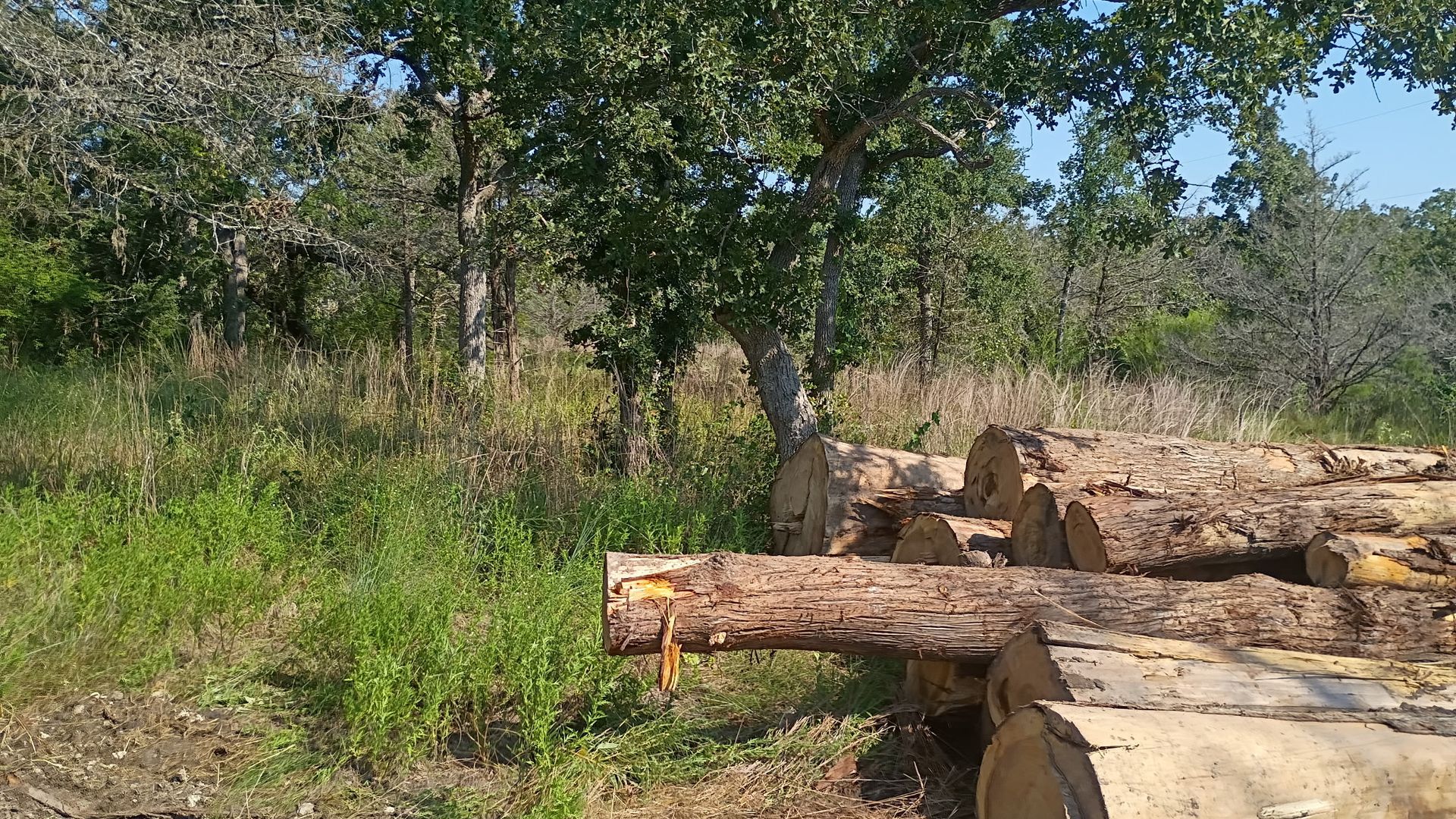 Stacked cut logs in a sunny clearing with trees and dry grass in the background