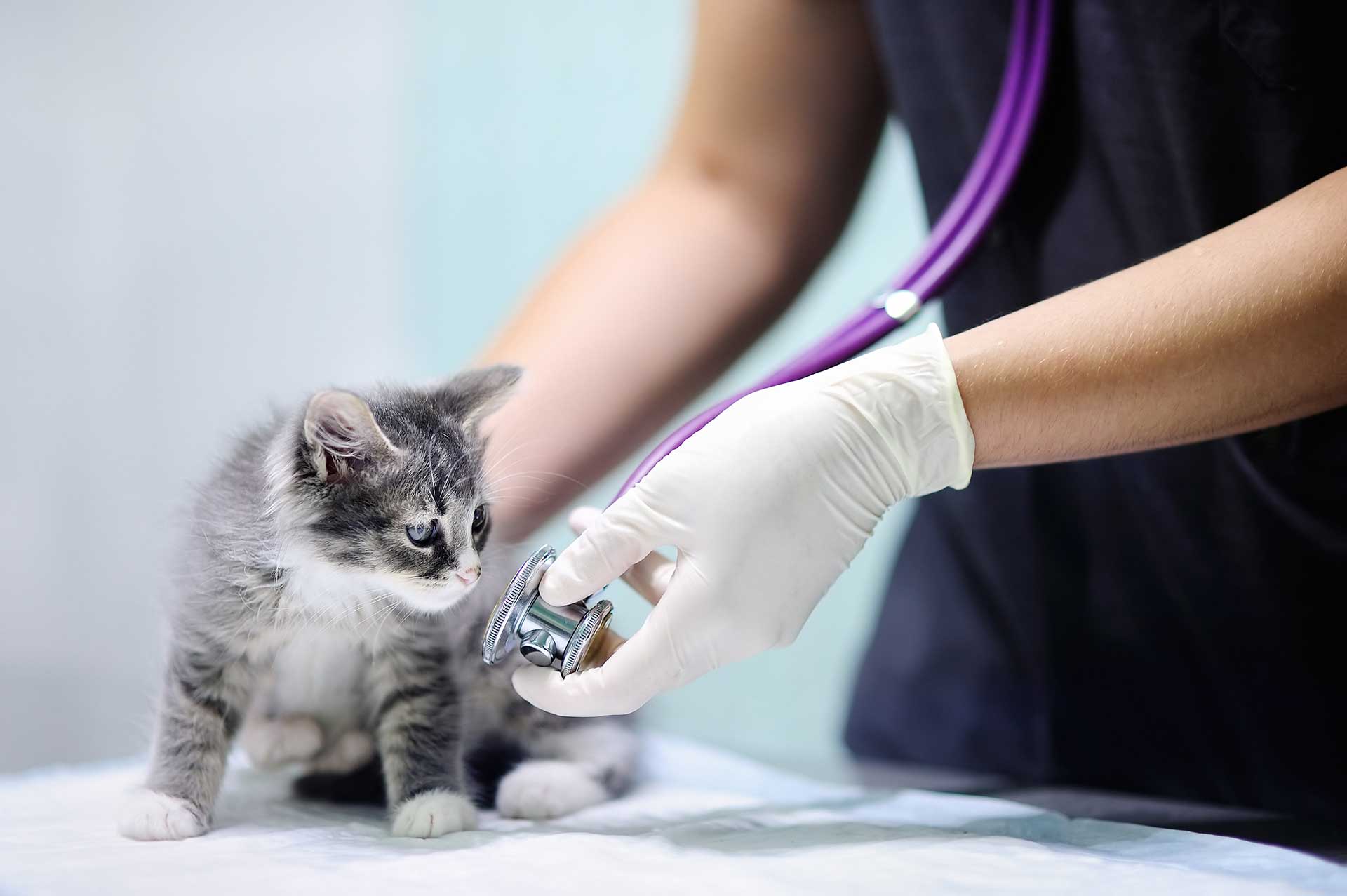 Black and gray kitten being checked with a stethoscope