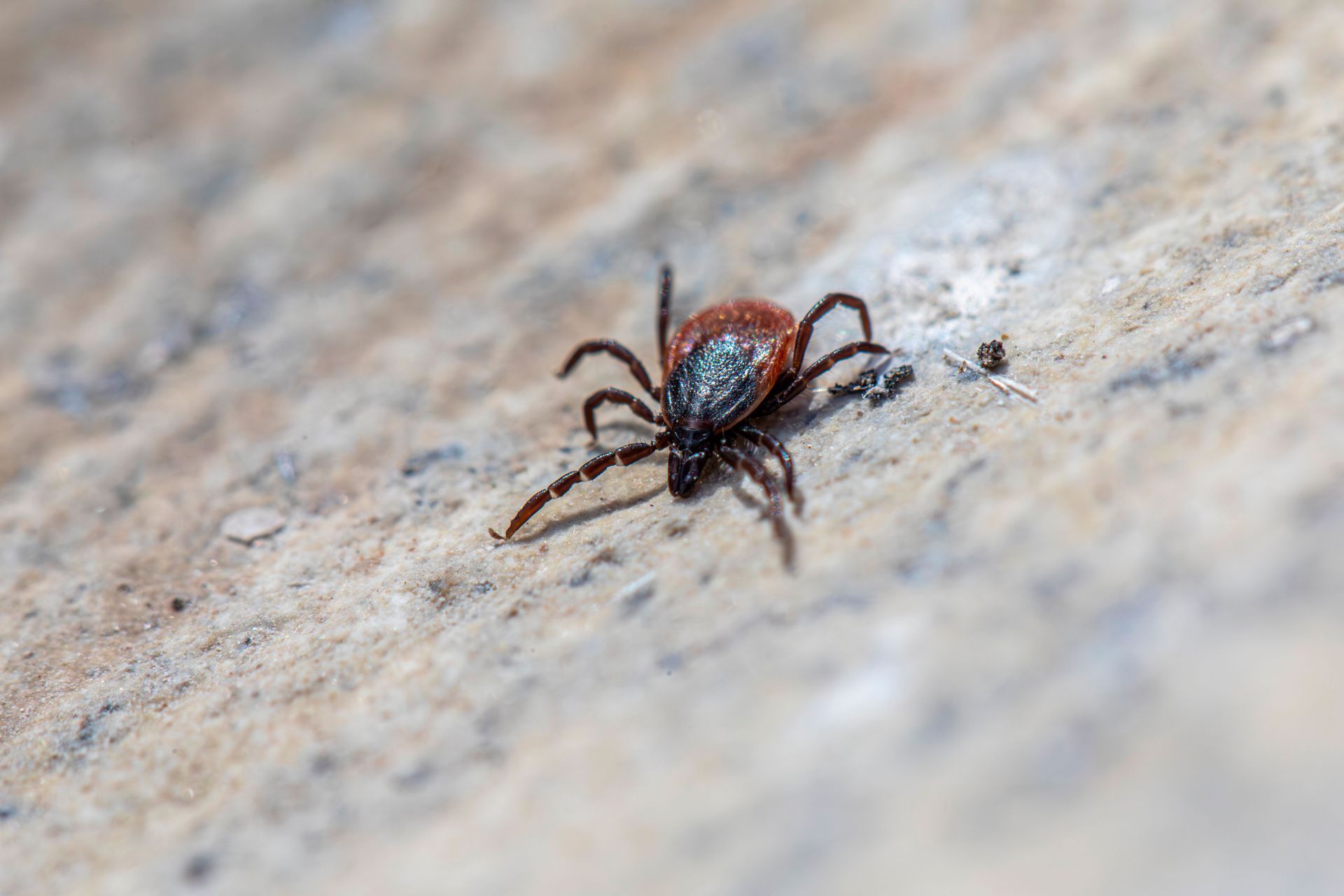 Tick