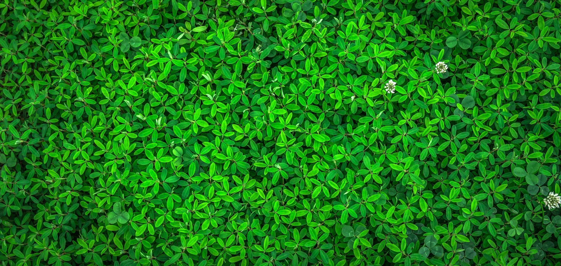 Elemanta Boutique Hotel | Dense green leafy ground cover with a few small white flowers scattered throughout