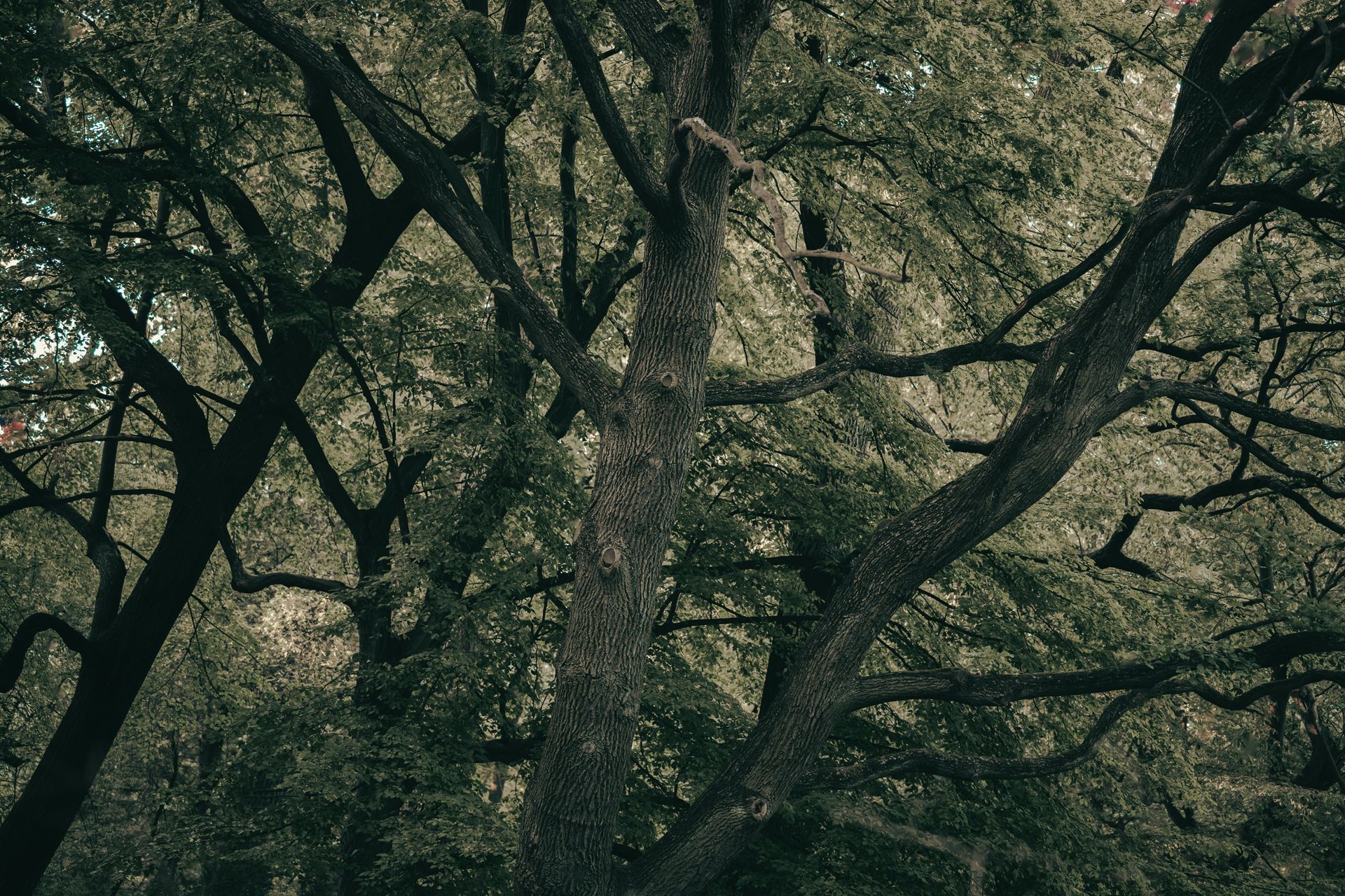 Elemanta Boutique Hotel | Dense tree canopy with twisted branches and green foliage in a forest scene