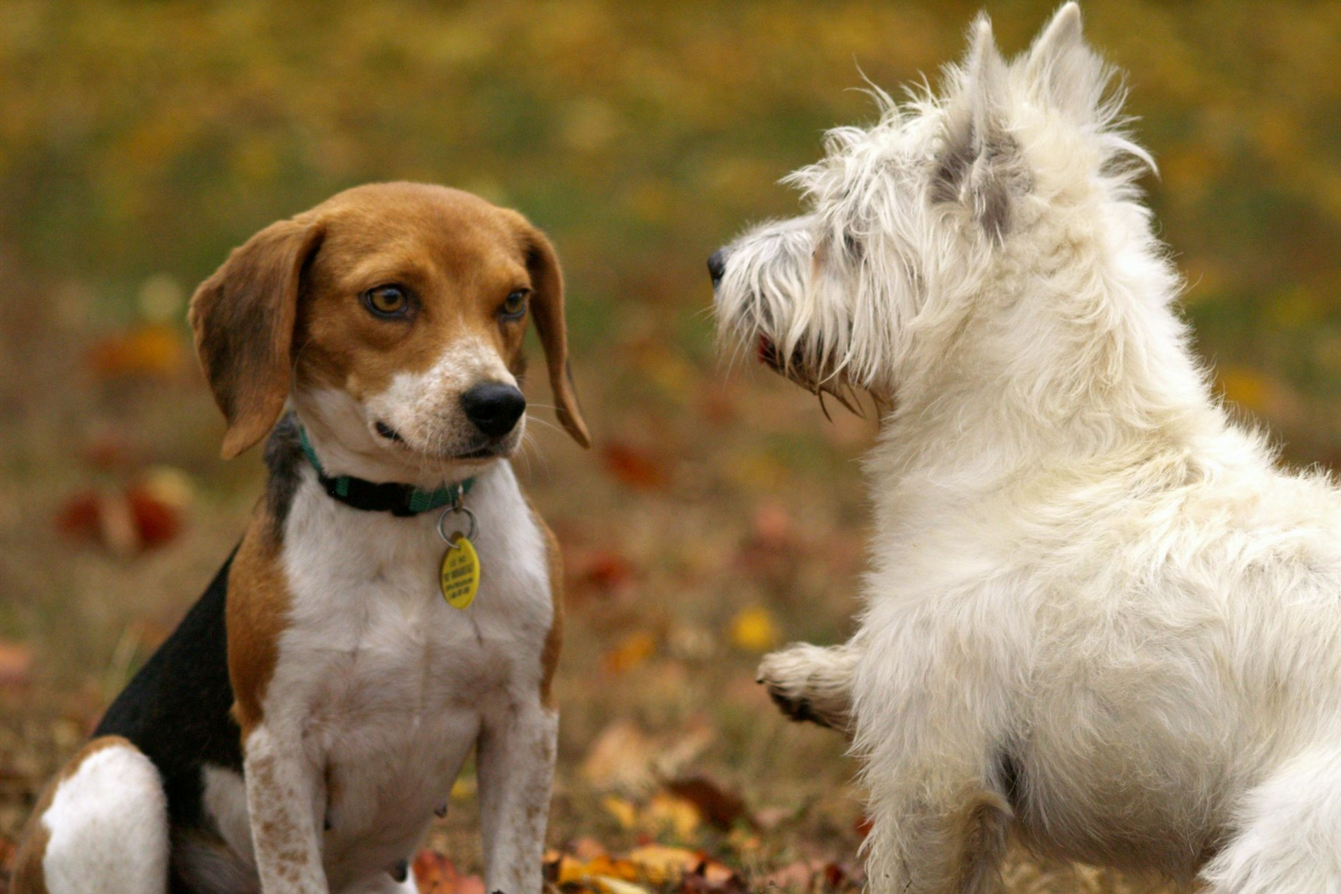 Elemanta Boutique Hotel | Two dogs facing each other in an autumn park, a brown beagle and a white terrier.