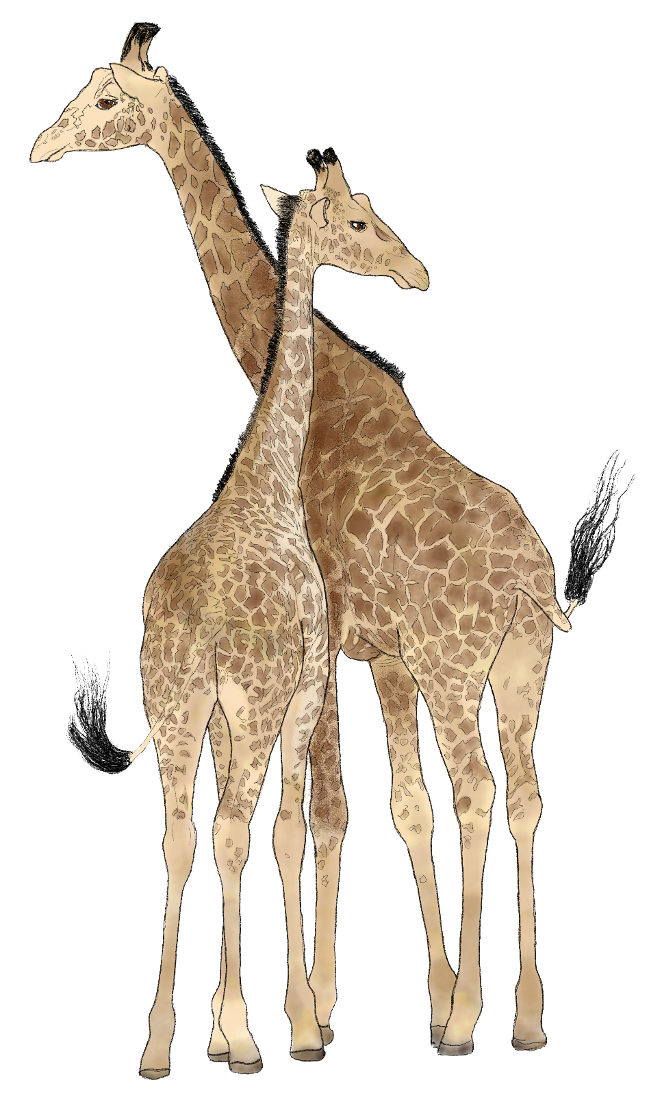 Two giraffes standing together, their necks crossed, depicted in a simple, sketched style against a white background.