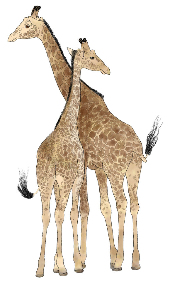 Two giraffes standing together, their necks crossed, depicted in a simple, sketched style against a white background.