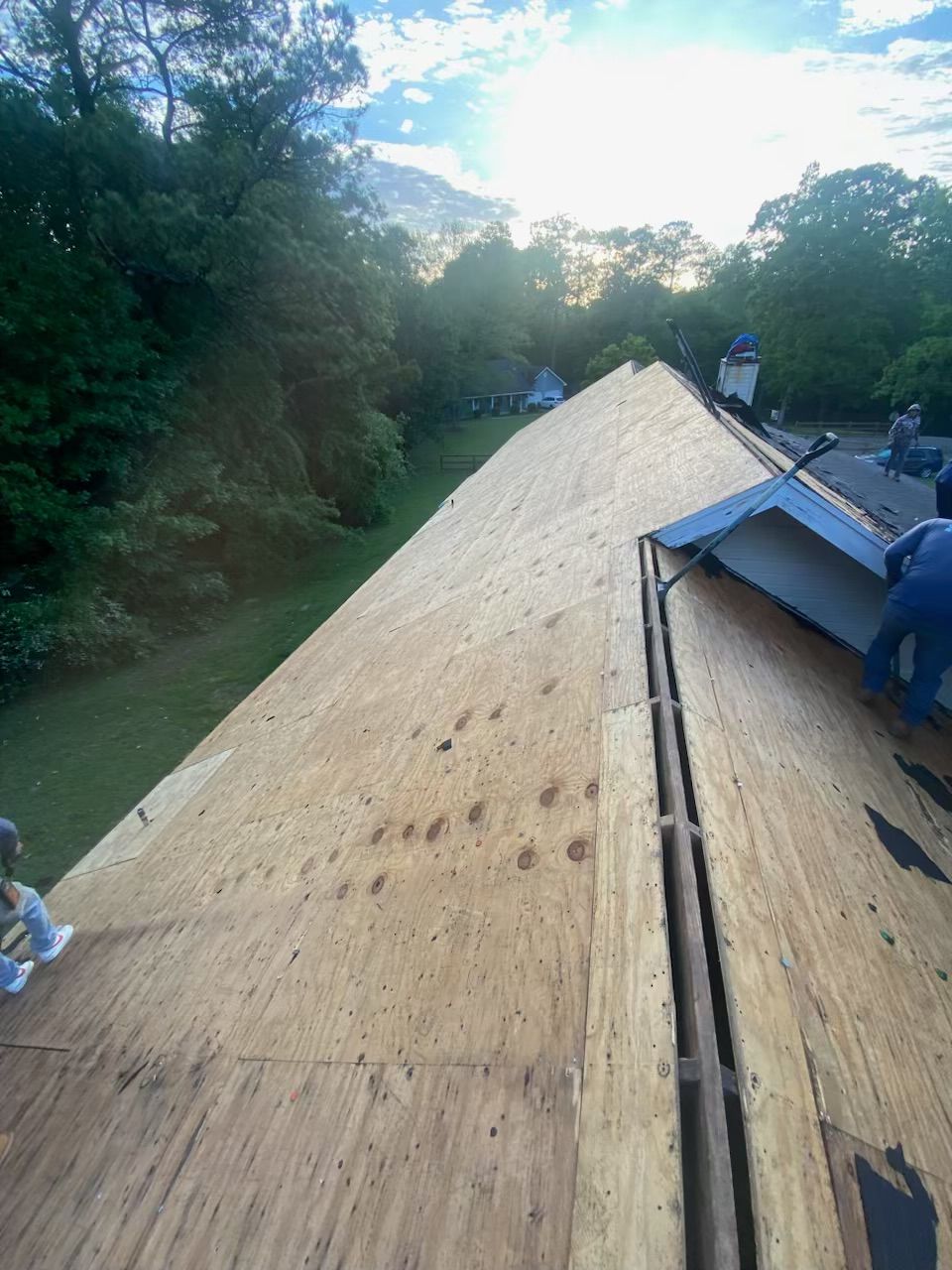 Steep roof under construction, with plywood sheathing and workers on top near trees at sunset.
