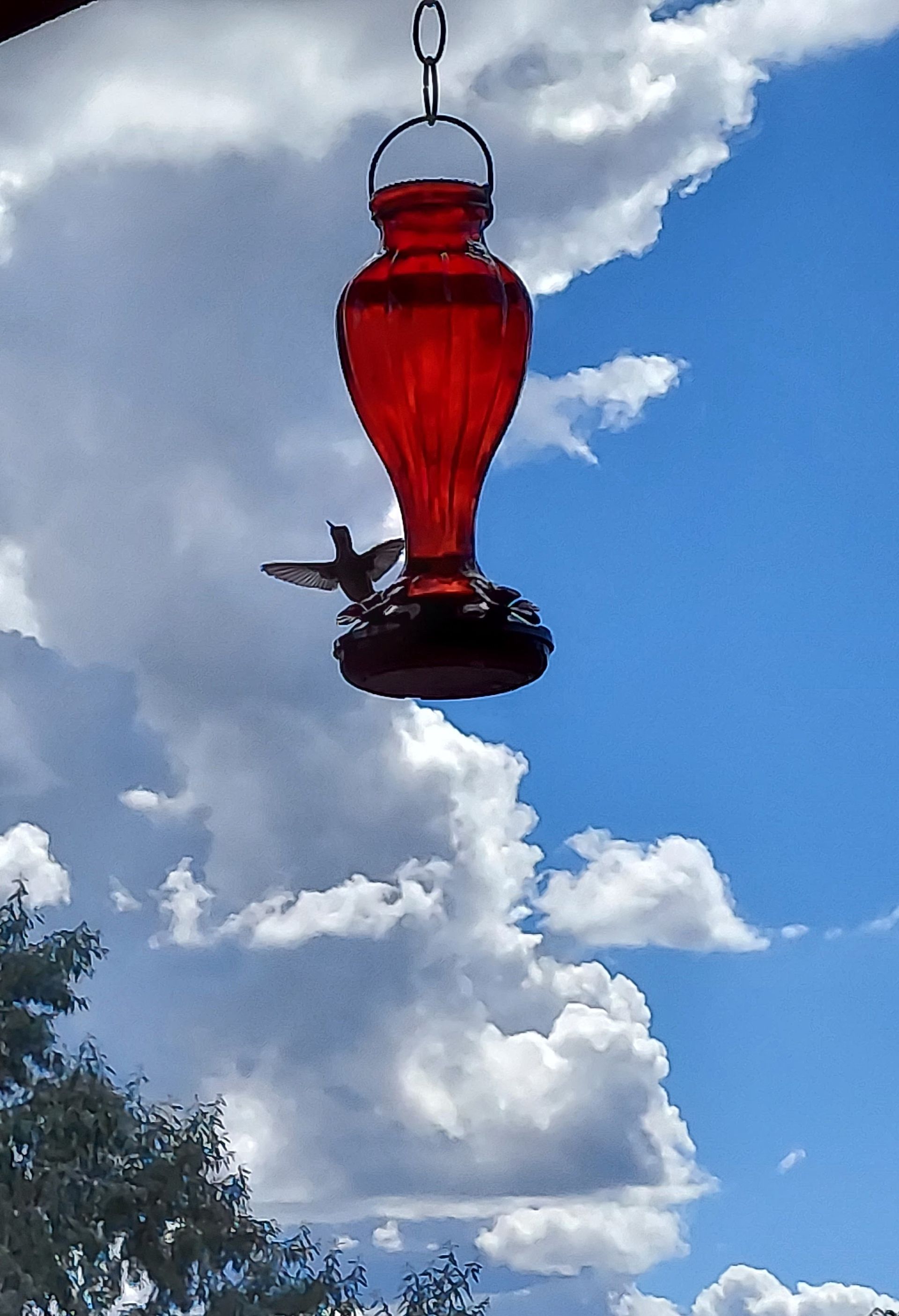 bird-feeder
