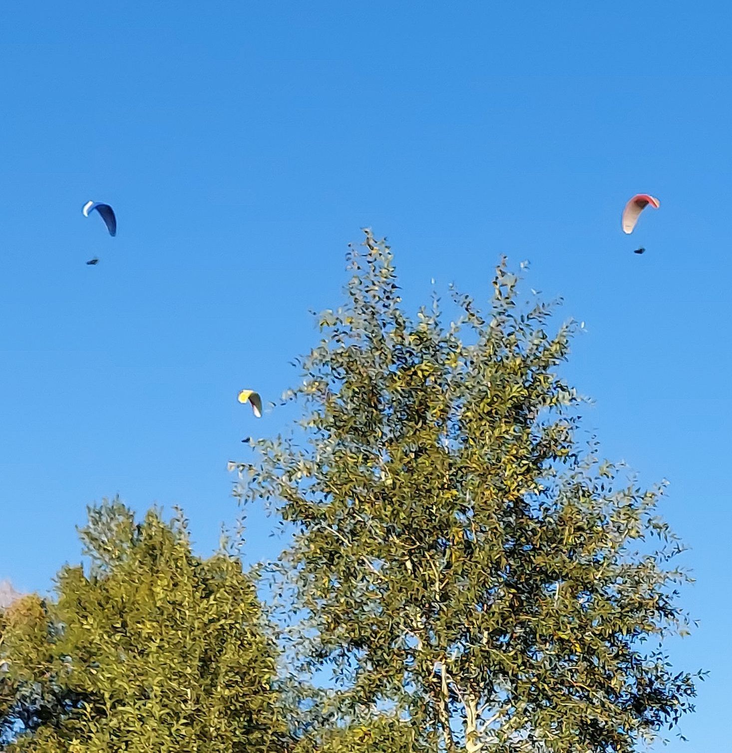hang-gliders