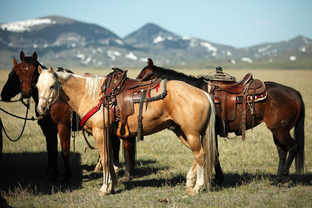 horses