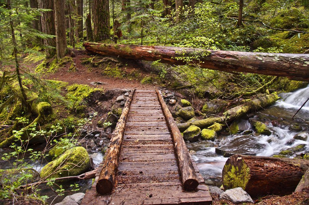 wooden-bridge-in-woods