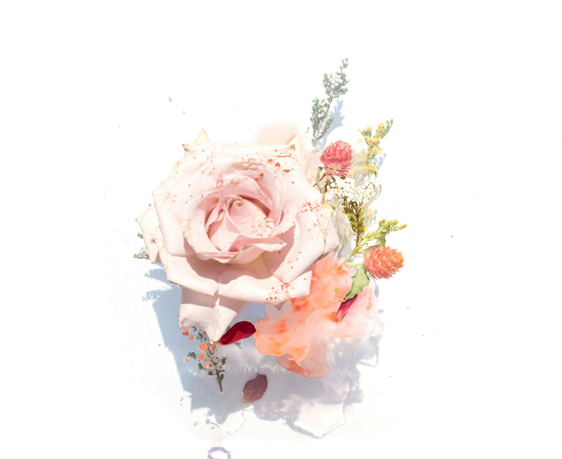 Soft pink rose bouquet with delicate peach and white flowers on a white background