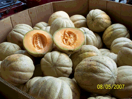 A bunch of cantaloupes in a bucket with one cut in half