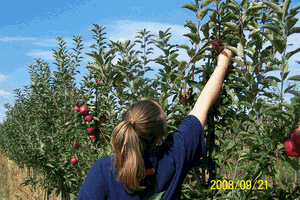A woman picking apples from a tree in a field on august 21 2008