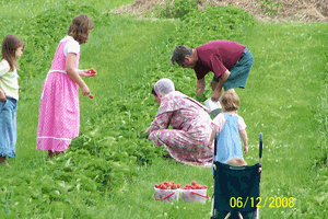 A group of people picking strawberries in a field