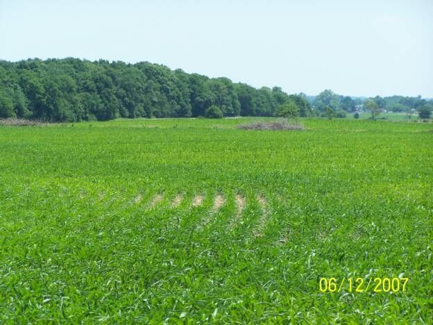 A field of green plants with trees in the background