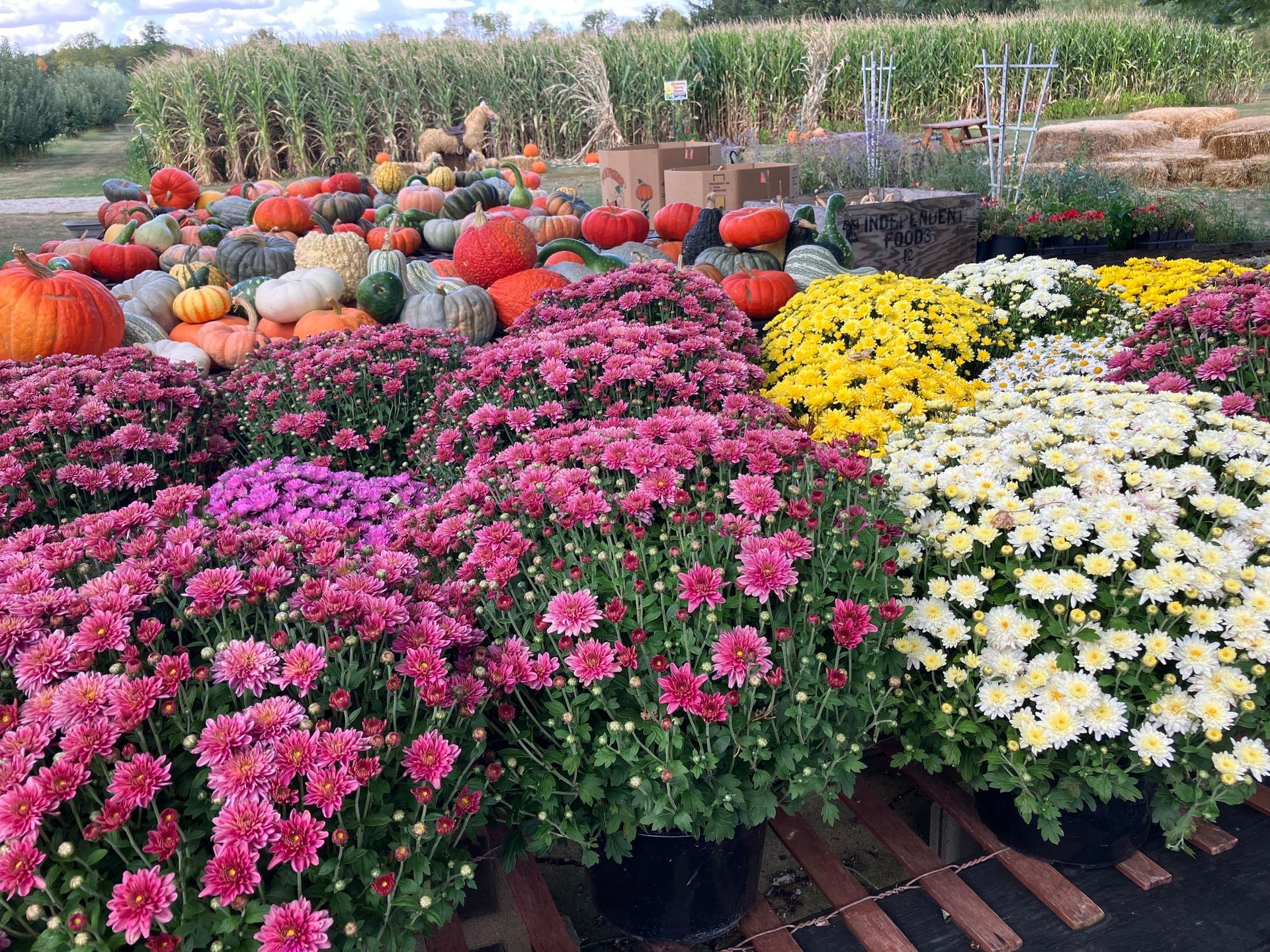 There are many different types of flowers and pumpkins in the background.
