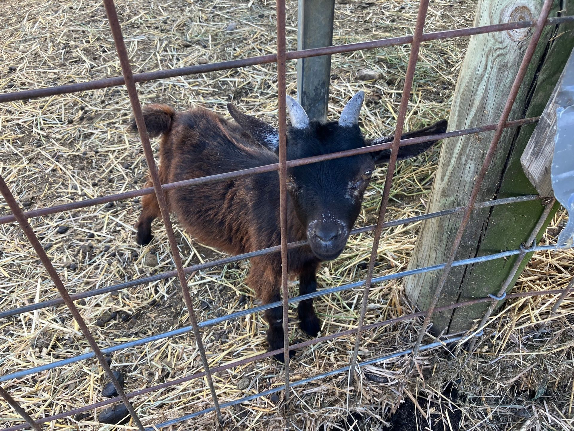 A goat is standing behind a wire fence in a pen.